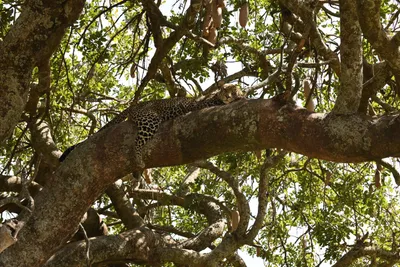 DSC_3977 (Large).JPG